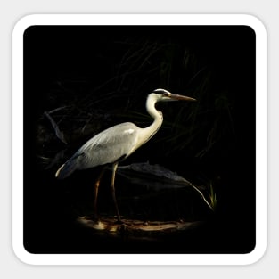 Grey heron Sticker